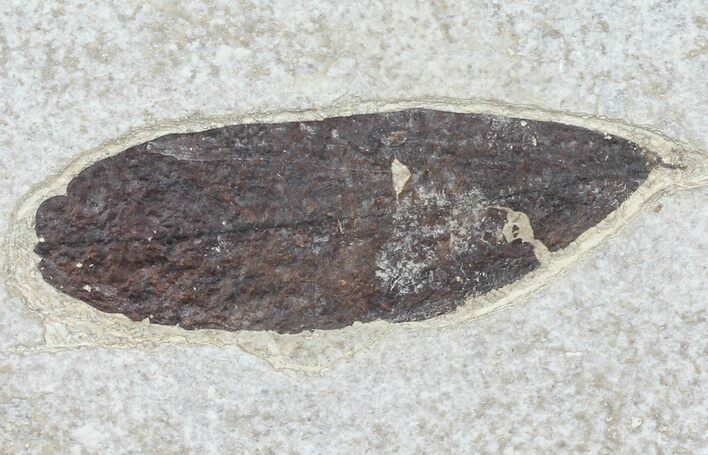 Fossil Leaf - Inch Layer, Green River Formation #79545